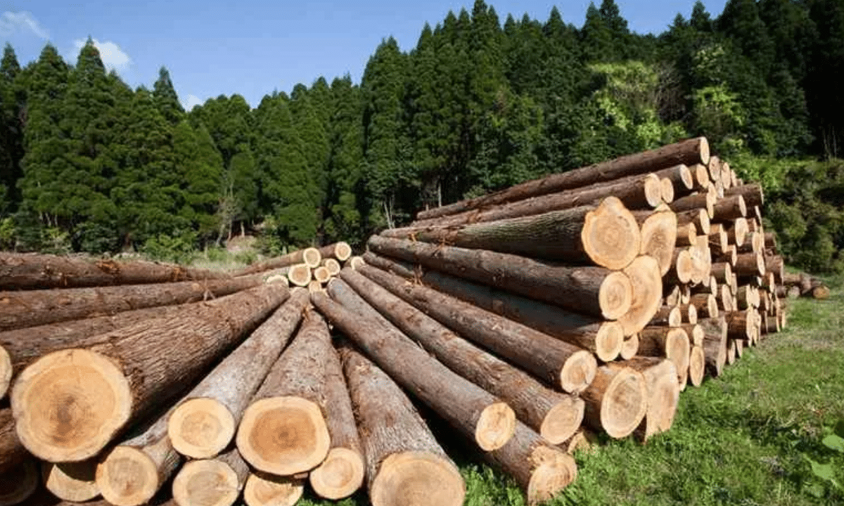 Лісозаготівля на Поліссі