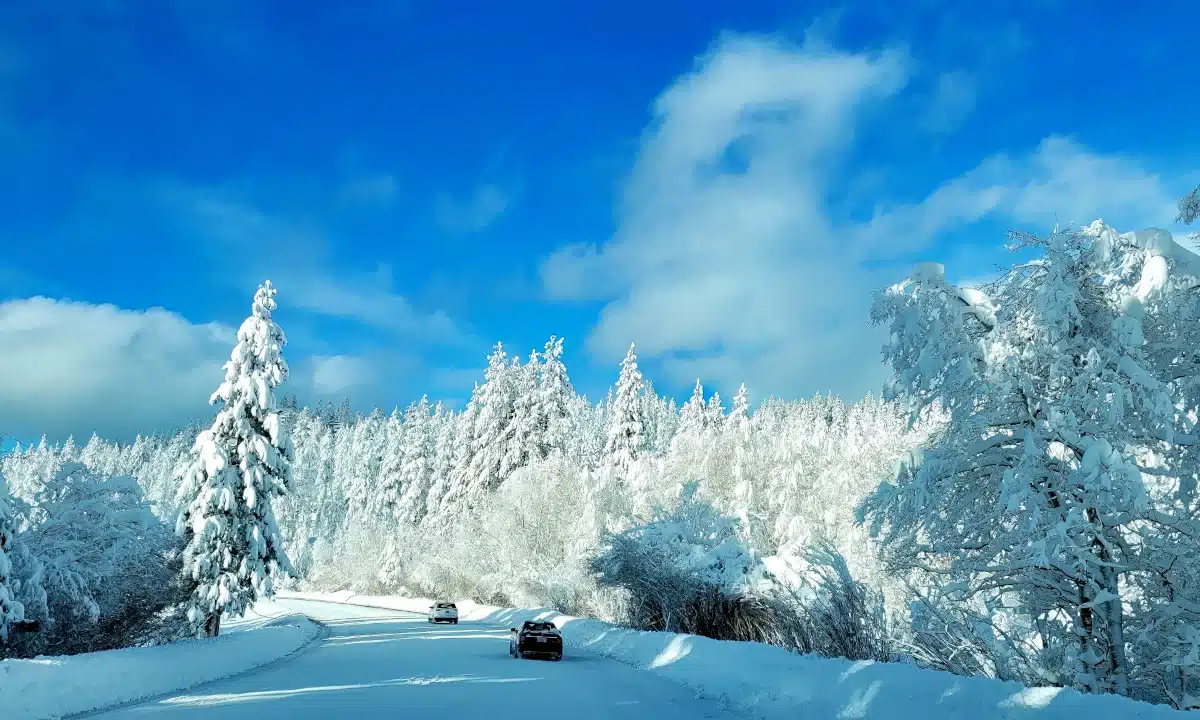 Засніжені ліс і дорога, по якій їдуть два авто.