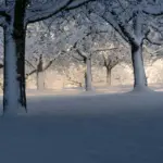 Зимовий сад.