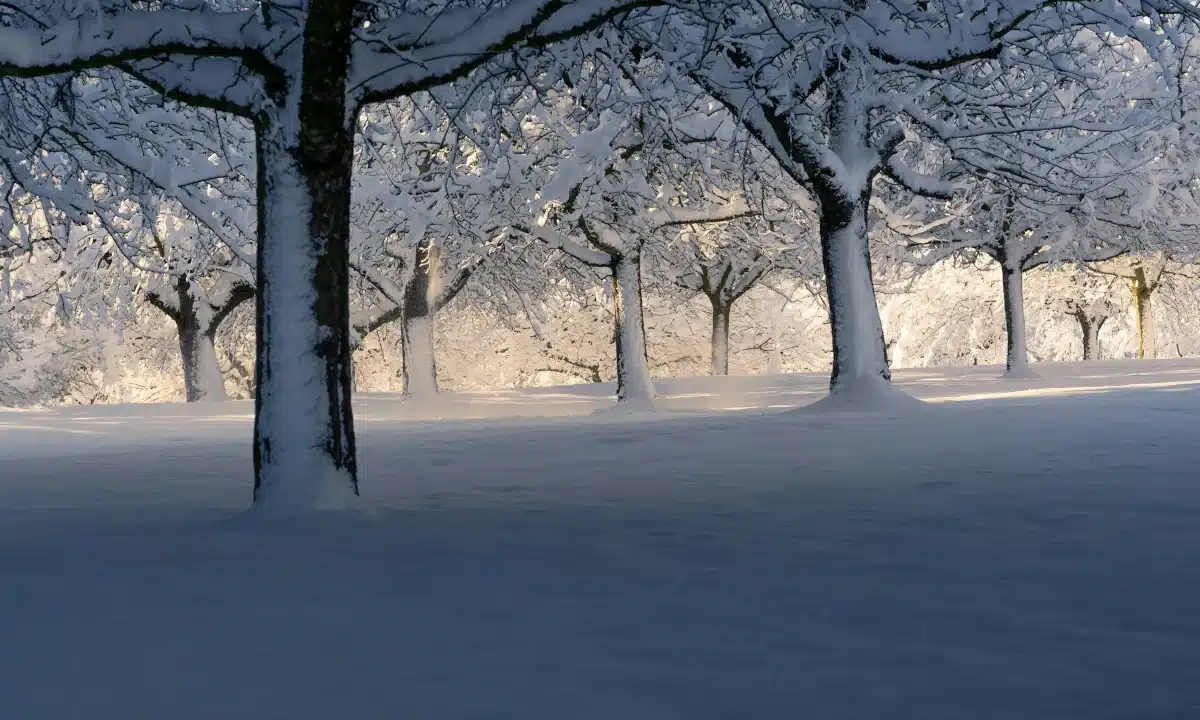 Зимовий сад.