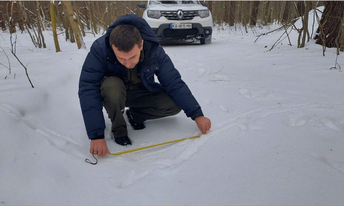 Працівник національного природного парку вимірює сліди дикої тварини на снігу під час зимового обліку тварин у лісі.