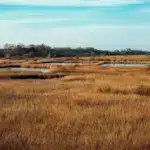 Болотиста місцевість.