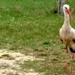 Бусол, який повертається до мами полеглого військового щовесни.