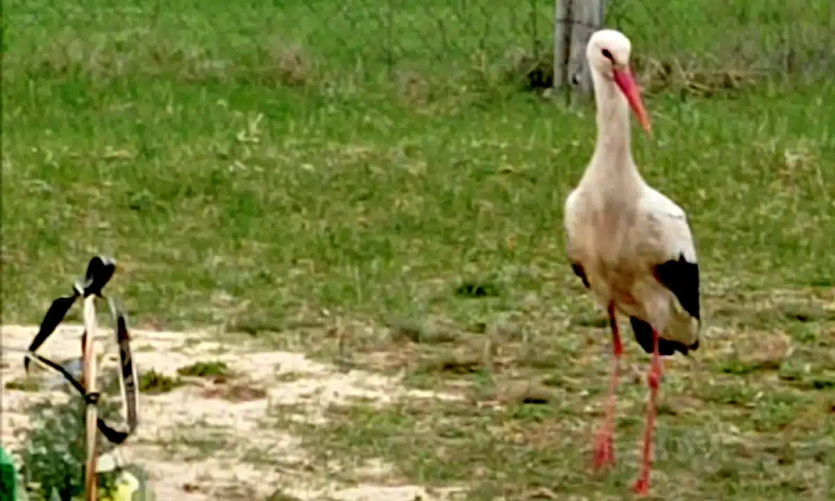 Бусол, який повертається до мами полеглого військового щовесни.