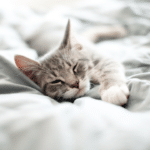 Кіт спить в ліжку