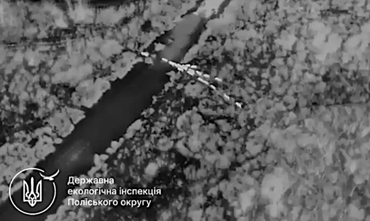 Переміщення диких тварин - кадр із відео дрона.