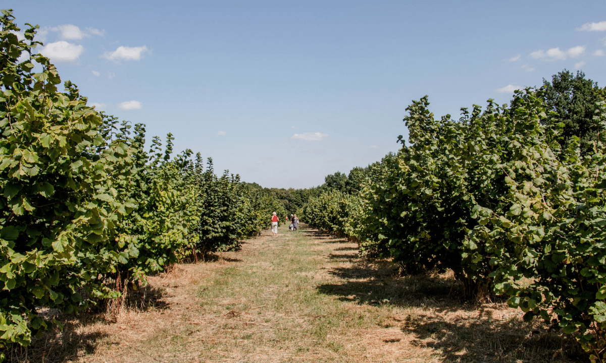 Понад 53 гектари садів і ягідників заклали на Рівненщині за чотири роки Кущі фундука