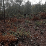 Незаконна вирубка лісу в Зарічненській громаді на Рівненщині