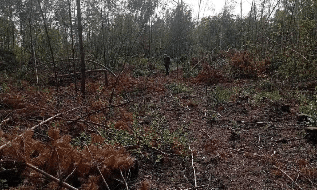 Незаконна вирубка лісу в Зарічненській громаді на Рівненщині