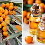 Обліпиха і обліпихова олія.