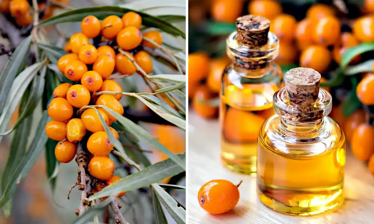 Обліпиха і обліпихова олія.