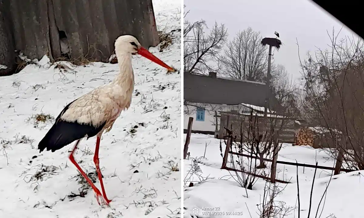 На Рівненщині помітили перших лелек: частина птахів уже не відлітає в Африку Лелека у Сосновому.