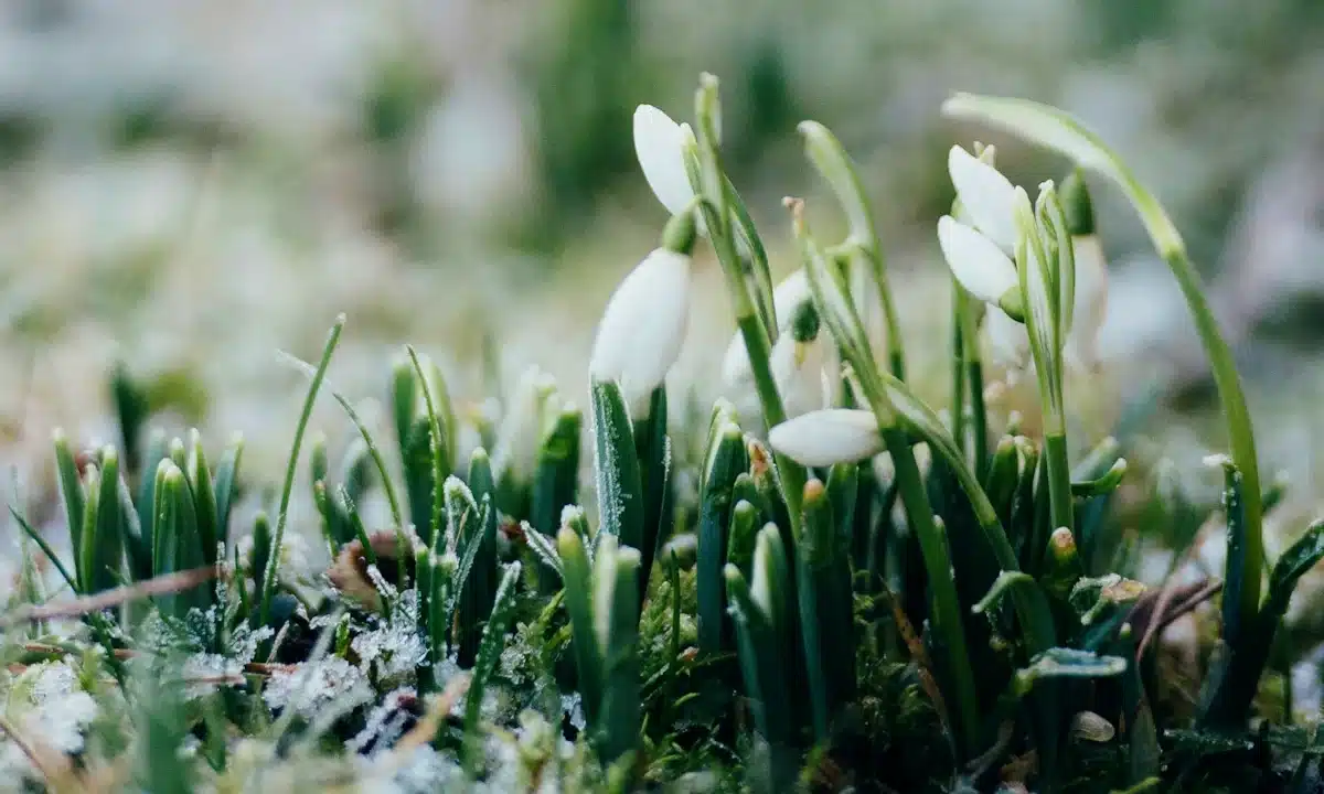 Підсніжники.