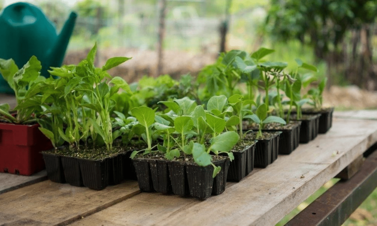 Розсада овочевих культур у контейнерах на столі