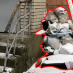 Сміття біля під'їзду