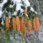 Засніжене дерево з шишками.