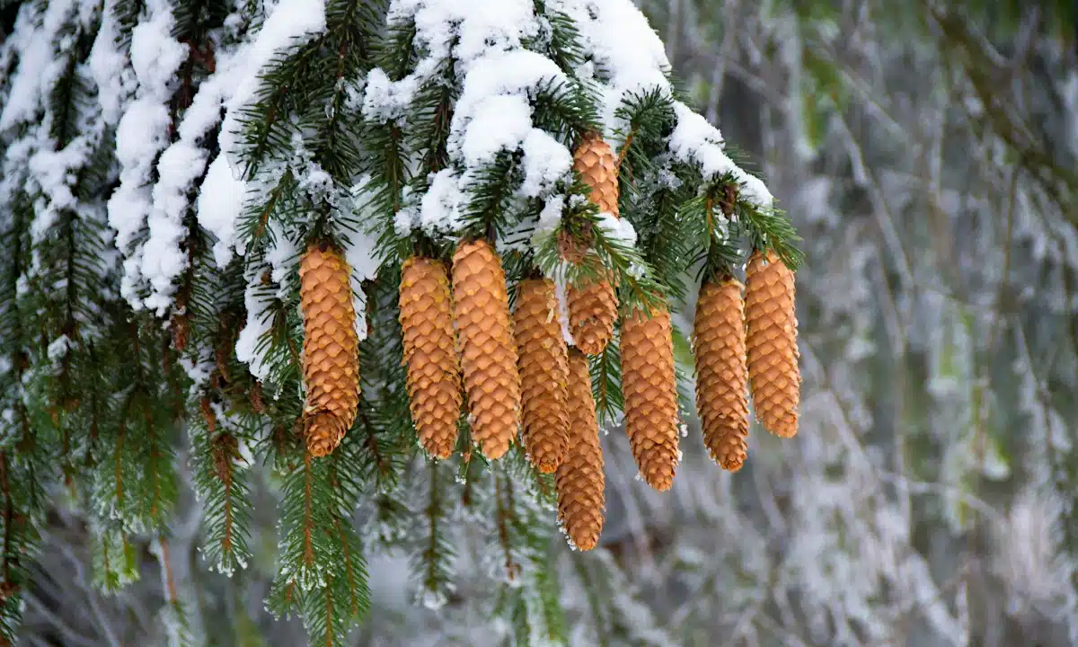 Засніжене дерево з шишками.