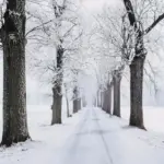 Засніжений і туманний пейзаж.