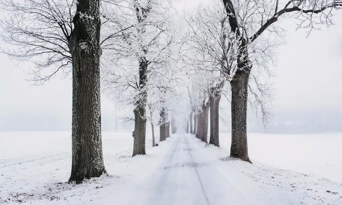 Засніжений і туманний пейзаж.