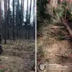 Незаконна вирубка в Антонівському лісництві.
