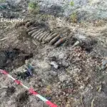 Виявлені поблизу Борового артилерійській снаряди.