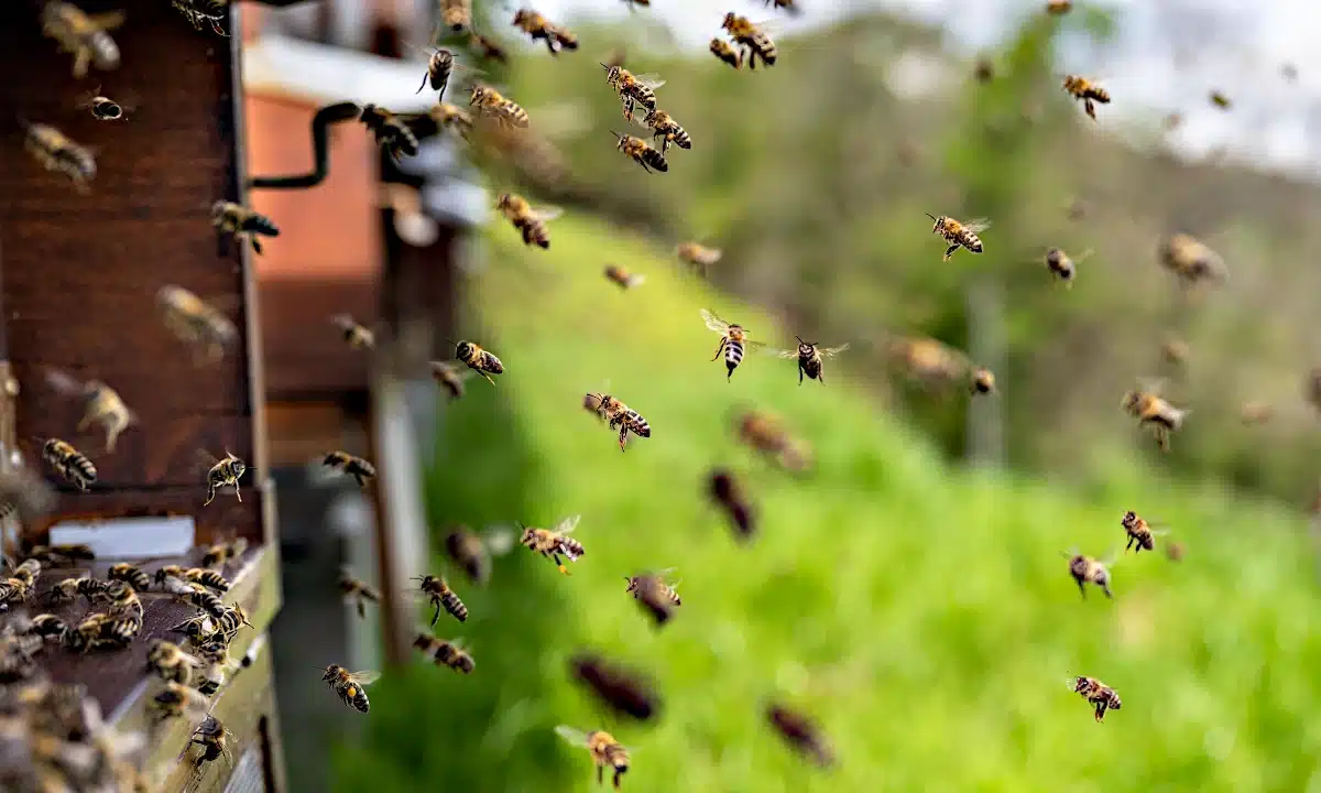 Бджоли літають біля вулика.