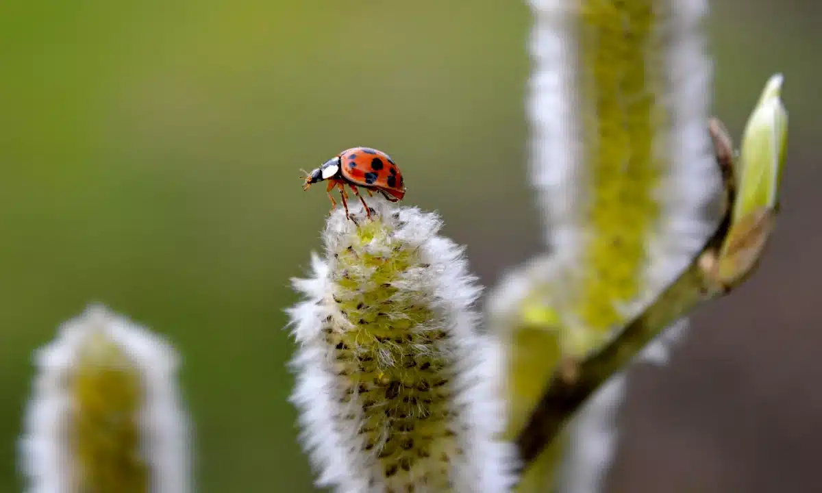 Бедрик сидить на цвіті верби.