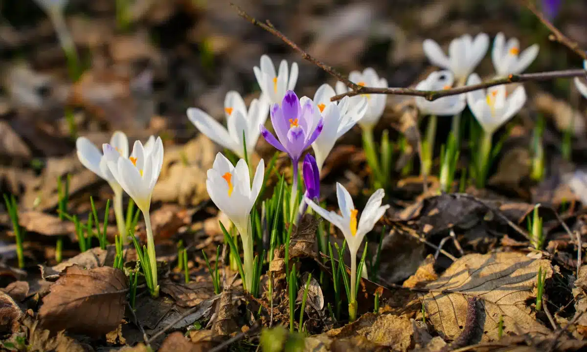 Білі і сині крокуси.