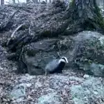 У нацпарку на Рівненщині борсук готує нору до потомства (ВІДЕО) Борсук біля нори.