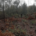 Незаконна порубка дерев.