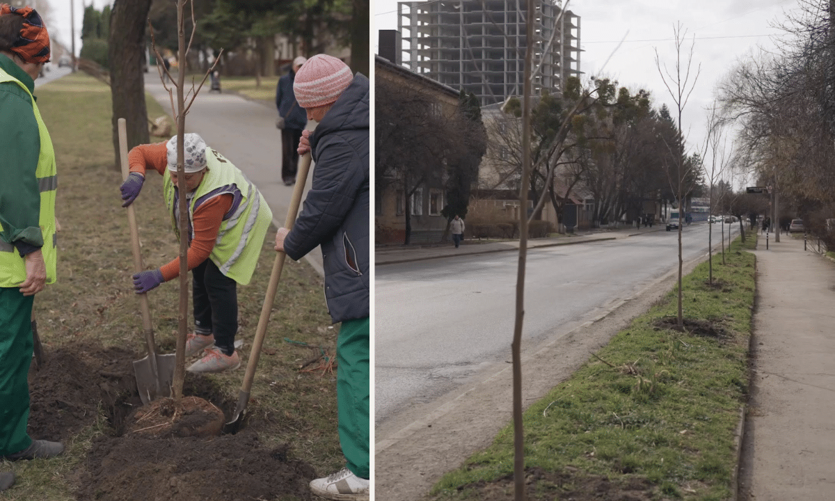 Висадили дерева.