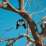 Якою буде погода на Рівненщині 22 березня. Очікується погожий день Дві ворони на гілляці цілуються.