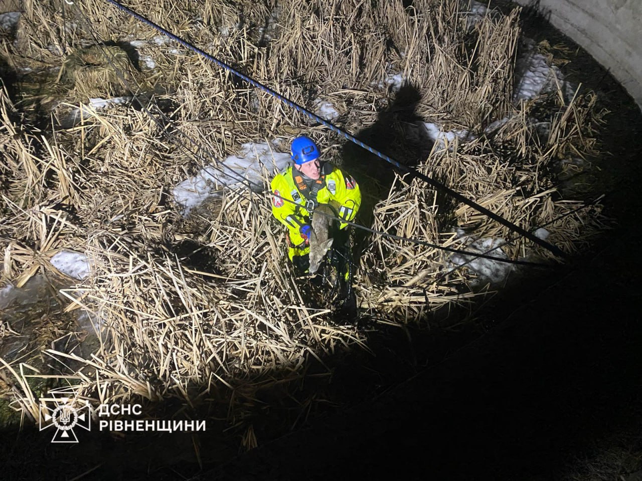 На Рівненщині рятувальники визволили косулю з бетонної пастки На Рівненщині рятувальники визволили косулю з бетонної пастки