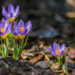 Крокуси після дощу.