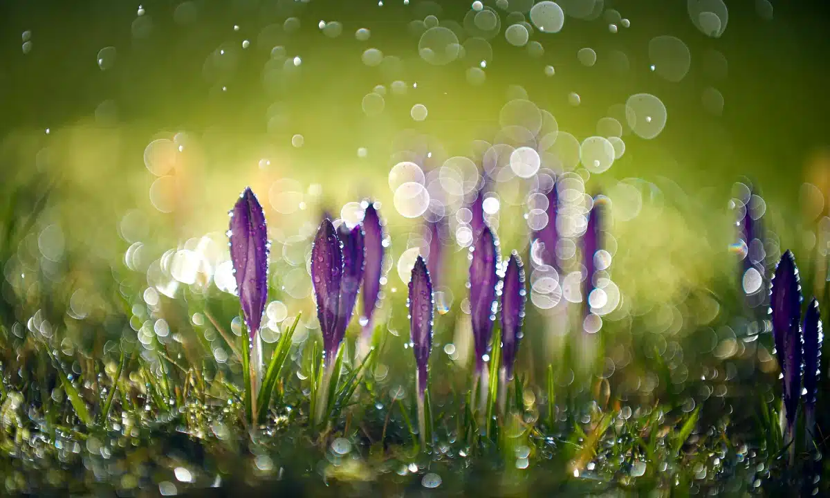 Крокуси в росі.