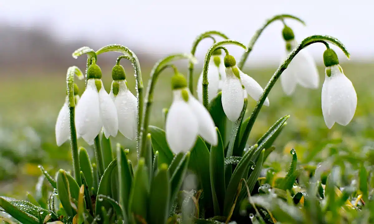 Весняні квітки під дощем.