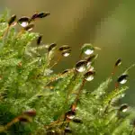 Якою буде погода на Рівненщині 31 березня. Синоптики попереджають про дощі Мох з краплинами дощу.