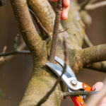 Які дерева та кущі не варто обрізати навесні: поради садівникам які дерева не обрізати навесні