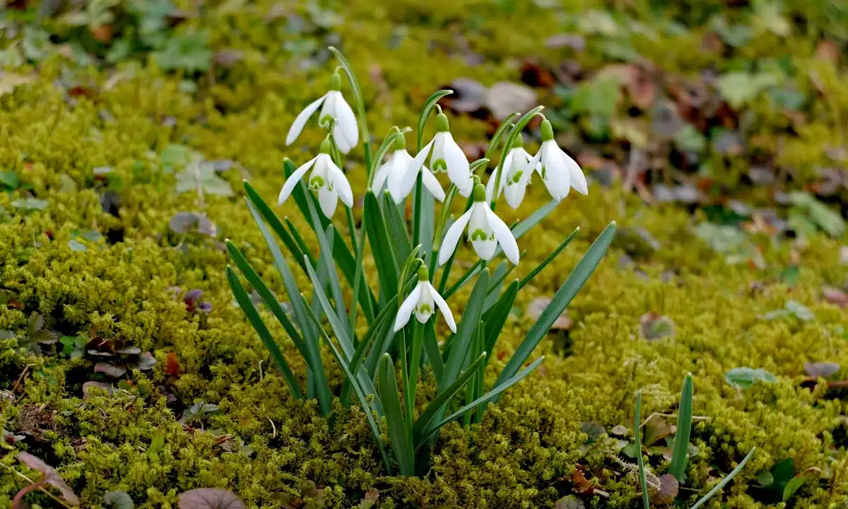 Підсніжники серед моху.