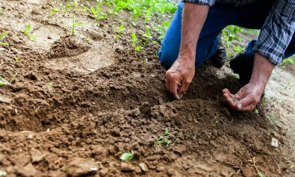 Чоловік сіє насіння в землю.
