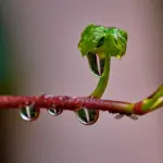 Якою буде погода на Рівненщині 30 березня. Вдень очікуються невеликі дощі Молоді листочки на дощі.