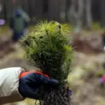 Саджанці сосни.