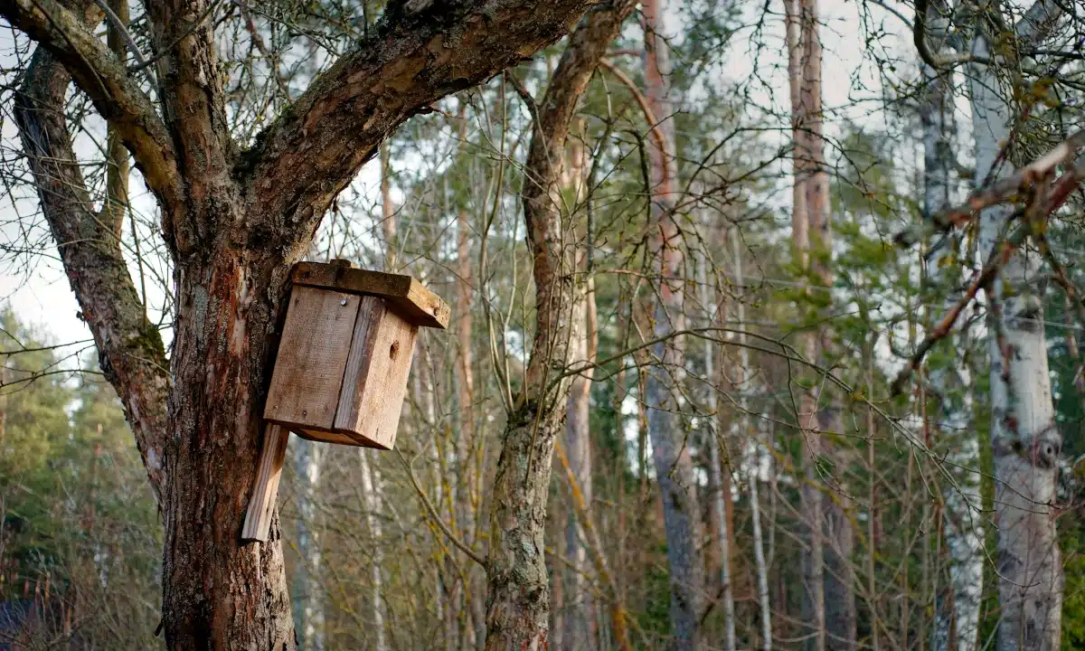 Шпаківня чекає на шпаків.