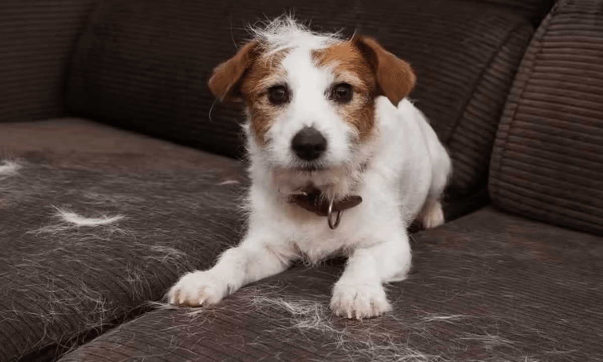 линяння у собаки під час вичісування