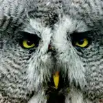 Бородата сова.