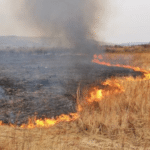 Горить трава.