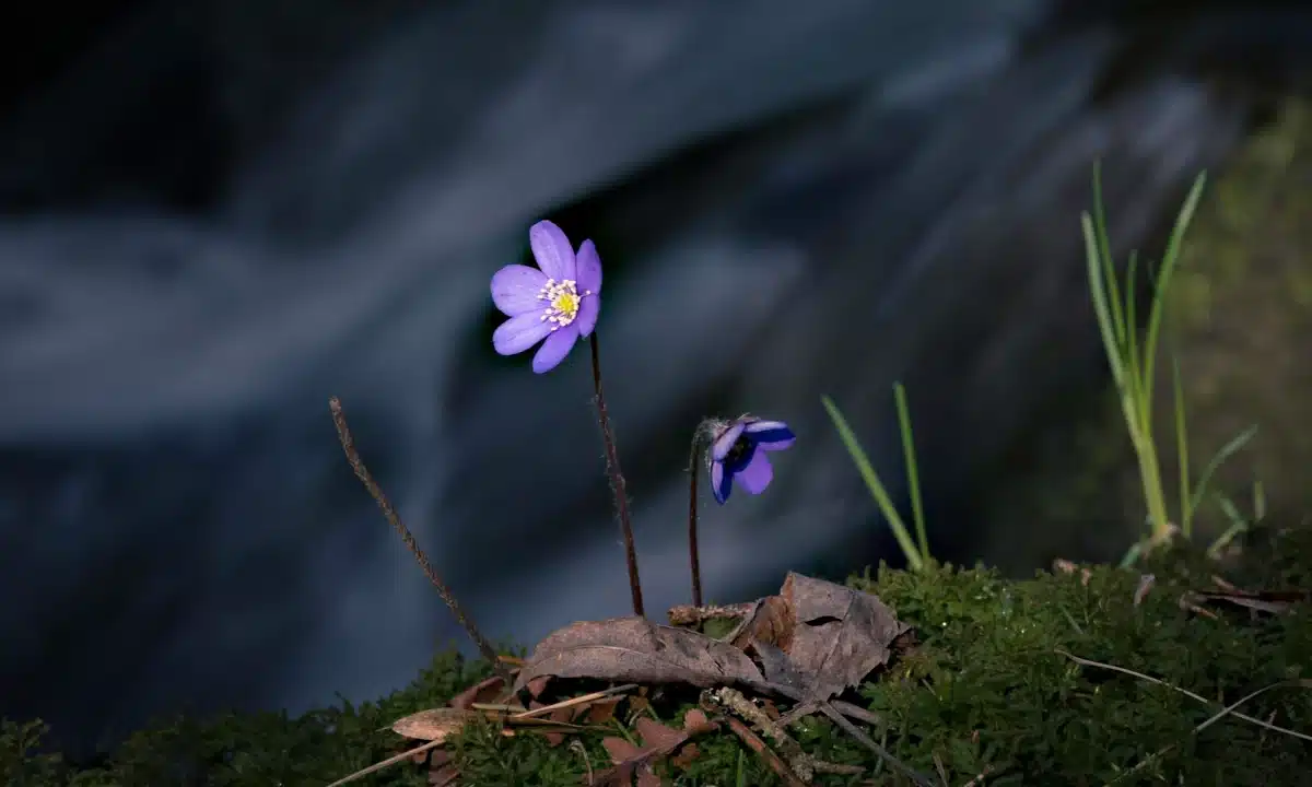 Сині весняні квіти.