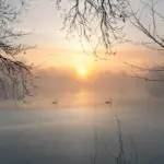 Два лебеді на туманному озері ранньою весною.