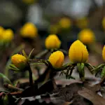 Жовті бутони весняних квітів.