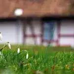 Якою буде погода на Рівненщині 23 березня. Вночі температура може знизитись до -3 Весняні квіти у дворі.